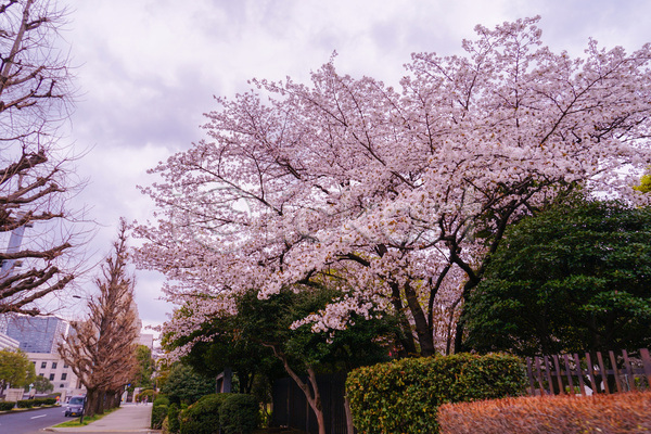 사람없음 JPG 포토 해외이미지 거리 벚꽃 벚나무 봄 봄꽃 야외 일본 주간 풍경(경치)