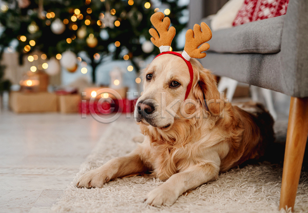 추위 사람없음 JPG 포토 해외이미지 강아지 겨울 골든리트리버 보케 선물상자 소파 카펫 크리스마스