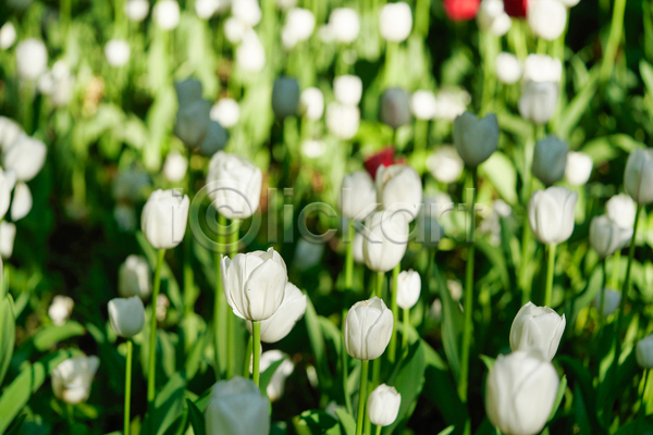 사람없음 JPG 아웃포커스 포토 해외이미지 꽃밭 봄 봄꽃 야외 자연 주간 튤립 풍경(경치)