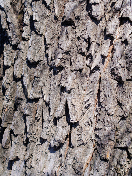 건조 사람없음 JPG 포토 해외이미지 갈색 거친 나무 나무껍질 내추럴 목재 묘사 미루나무 백그라운드 소나무 수목 숲 식물 옛날 자연 질감 추상 패턴 표면 회색