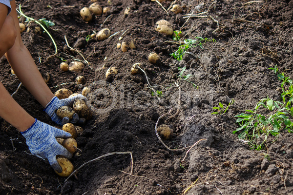 신체부위 JPG 포토 해외이미지 감자 감자밭 농작물 들기 손 수확 야외 주간 흙