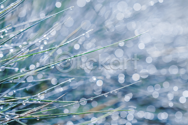 사람없음 JPG 근접촬영 아웃포커스 포토 해외이미지 보케 빗방울 빛망울 야외 잎 주간 풀(식물)