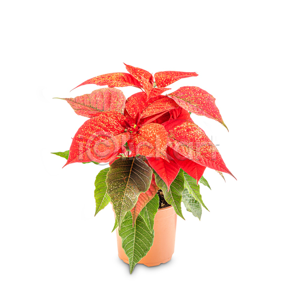 사람없음 JPG 포토 해외이미지 꽃잎 반짝임 크리스마스 포인세티아 화분 흰배경