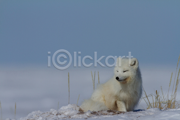 사람없음 JPG 아웃포커스 포토 해외이미지 북극여우 설원 야생동물 야외 여우 주간 한마리