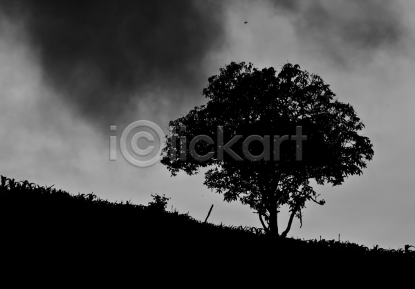 사람없음 JPG 실루엣 포토 해외이미지 흑백 나무 야간 야외 풍경(경치) 한그루