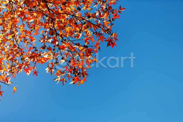 사람없음 JPG 포토 해외이미지 가을(계절) 가을풍경 단풍 단풍나무 백그라운드 야외 자연 주간 풍경(경치) 하늘