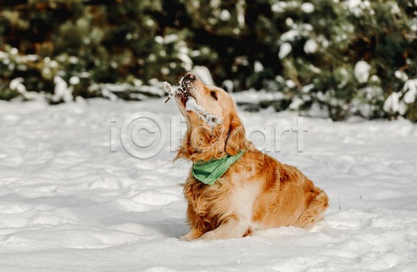 산책 추위 사람없음 JPG 포토 해외이미지 강아지 겨울 골든리트리버 설원 야외