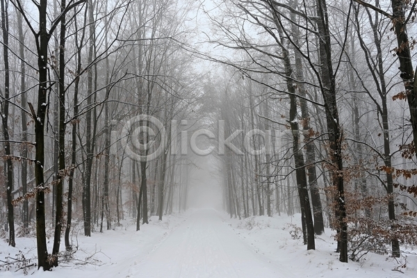 사람없음 JPG 포토 해외이미지 가로수 겨울 길 나무 눈(날씨) 숲 안개 야외 자연 풍경(경치)