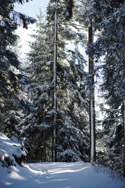 사람없음 JPG 포토 해외이미지 겨울 겨울풍경 나무 눈(날씨) 눈덮임 산속 야외 주간