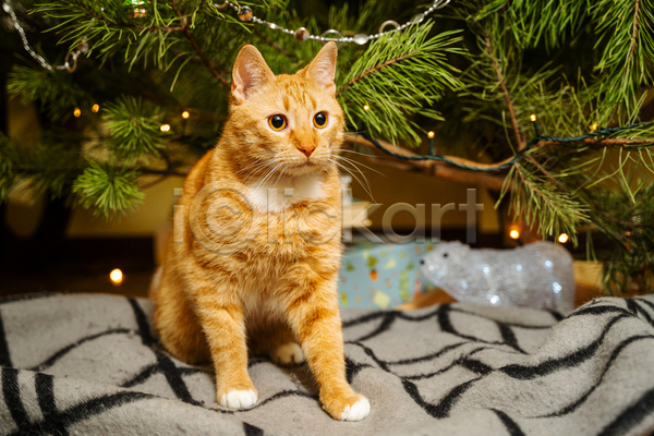 귀여움 사람없음 JPG 아웃포커스 포토 해외이미지 고양이 선물상자 실내 응시 크리스마스 크리스마스트리 한마리