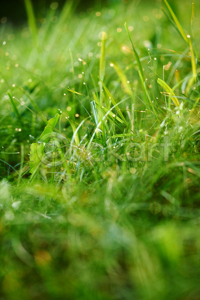사람없음 JPG 소프트포커스 아웃포커스 포토 해외이미지 빗방울 빛망울 야외 잔디 젖음 주간 초원(자연)