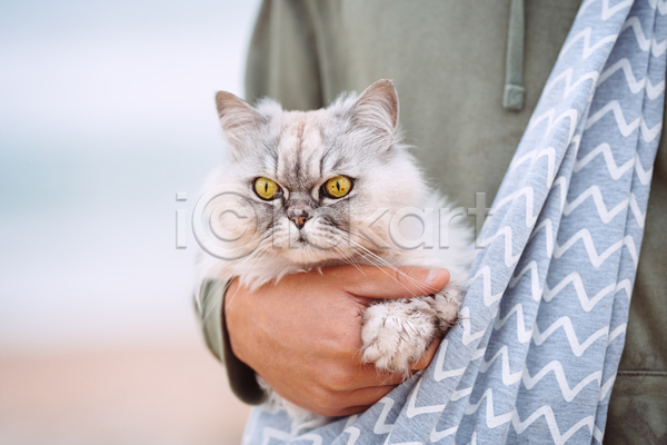 사람없음 JPG 포토 해외이미지 가방 고양이 교통시설 동물 반려동물 앉기 어깨 여행 적재 주인 휴대용