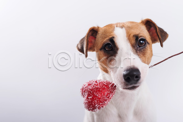 축하 사람없음 JPG 포토 해외이미지 강아지 개 물기(모션) 반려동물 발렌타인데이 잭러셀테리어 하트