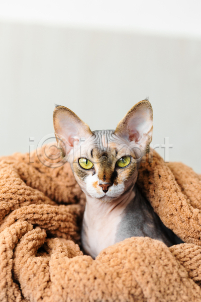 귀여움 사람없음 JPG 포토 해외이미지 고양이 담요 덮기 반려동물 반려묘 스핑크스고양이 실내 응시 한마리