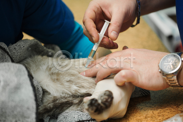 신체부위 JPG 아웃포커스 포토 해외이미지 고양이 동물병원 들기 손 실내 접종 주사기 진료 한마리