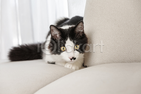 귀여움 사람없음 JPG 포토 해외이미지 고양이 소파 실내 얼룩무늬 응시 한마리