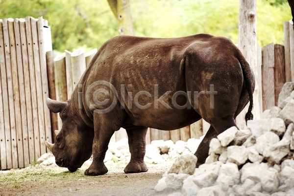 사람없음 JPG 포토 해외이미지 나미비아 내추럴 동물 동물원 아프리카 앙골라 야생동물 자연 케냐 코뿔소 탄자니아 포유류