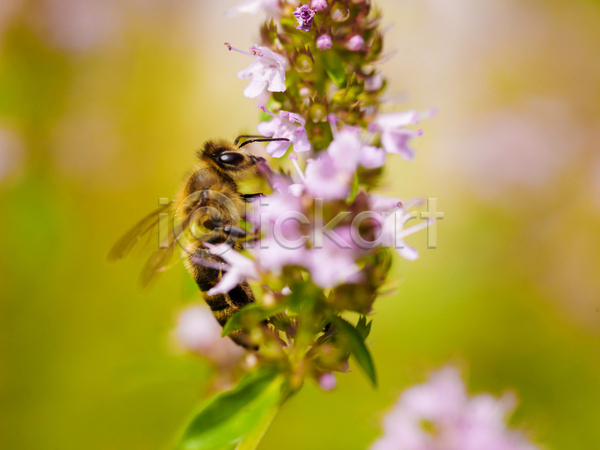 사람없음 JPG 소프트포커스 아웃포커스 포토 해외이미지 꽃 꿀 꿀벌 라벤더 벌(곤충) 야외