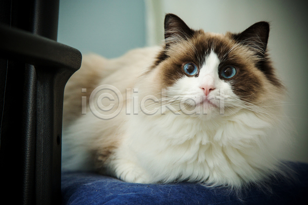 귀여움 사람없음 JPG 비네팅 아웃포커스 포토 해외이미지 고양이 랙돌 실내 엎드리기 응시 한마리