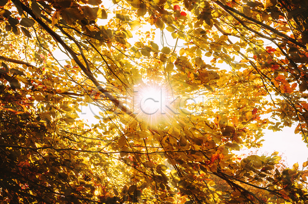 사람없음 JPG 포토 해외이미지 가을(계절) 나뭇가지 나뭇잎 숲 야외 잎 풍경(경치) 하늘 햇빛