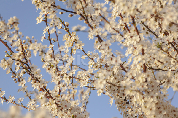 사람없음 JPG 소프트포커스 포토 해외이미지 매화 봄 봄꽃 야외 자연 주간 풍경(경치)