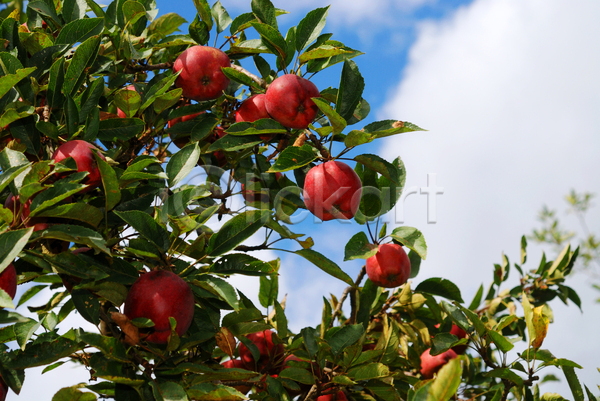 사람없음 JPG 포토 해외이미지 과일 구름(자연) 사과 사과나무 야외 주간 하늘
