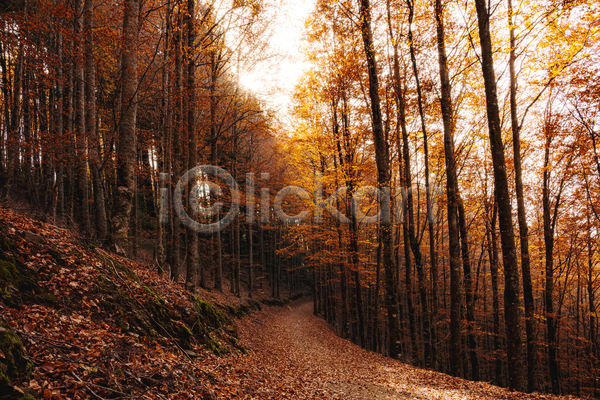 사람없음 JPG 포토 해외이미지 가을(계절) 공원 나무 숲 야외 오솔길 유럽 주간 태양 포르투갈 풍경(경치)