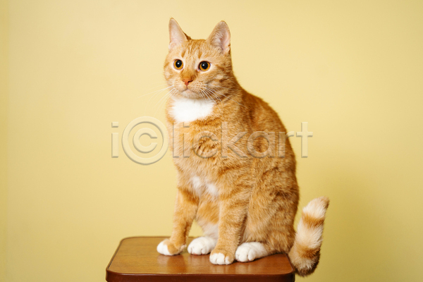 귀여움 사람없음 JPG 포토 해외이미지 고양이 노란배경 실내 앉기 응시 탁자 한마리