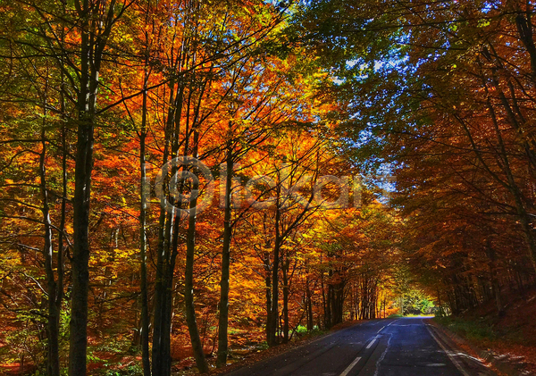 사람없음 JPG 포토 해외이미지 가을(계절) 단풍 단풍나무 도로 야외 주간 풍경(경치)