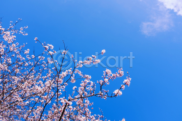 사람없음 JPG 포토 해외이미지 맑음 벚꽃 봄 봄꽃 야외 자연 주간 풍경(경치) 하늘