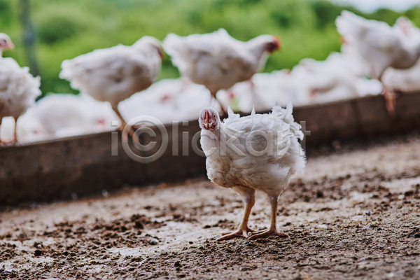 사람없음 JPG 아웃포커스 포토 해외이미지 닭 시골 야외 여러마리 주간 풍경(경치)