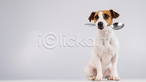 사람없음 JPG 포토 해외이미지 강아지 개 물기(모션) 반려동물 숟가락 잭러셀테리어