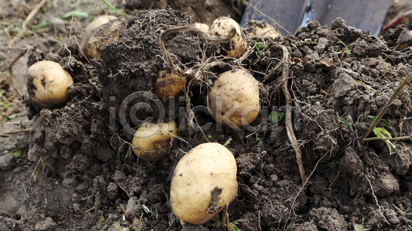 사람없음 JPG 포토 해외이미지 감자 감자밭 농작물 야외 주간 흙