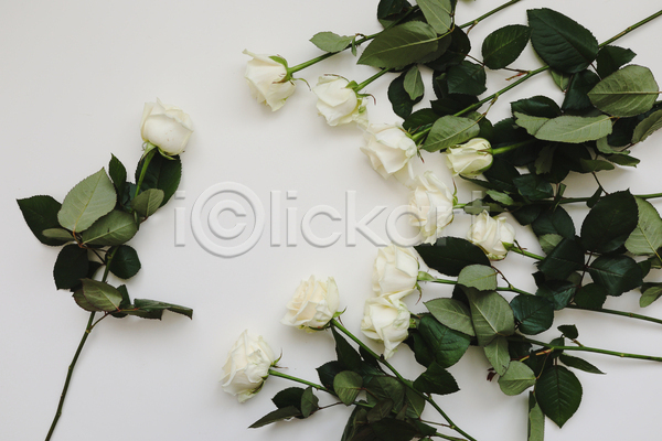 사람없음 JPG 포토 하이앵글 해외이미지 꽃 나뭇잎 스튜디오촬영 장미 흰색
