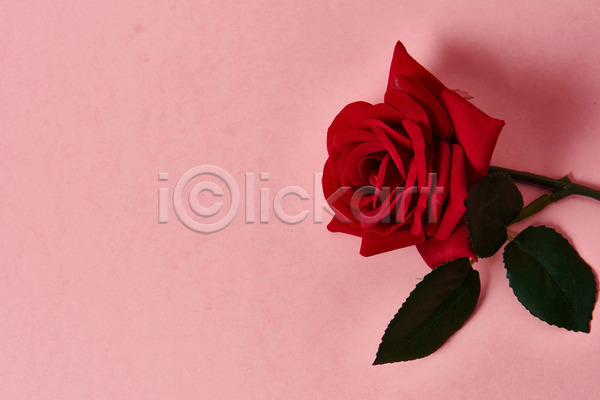 사람없음 JPG 포토 하이앵글 해외이미지 꽃 분홍색 빨간색 스튜디오촬영 장미