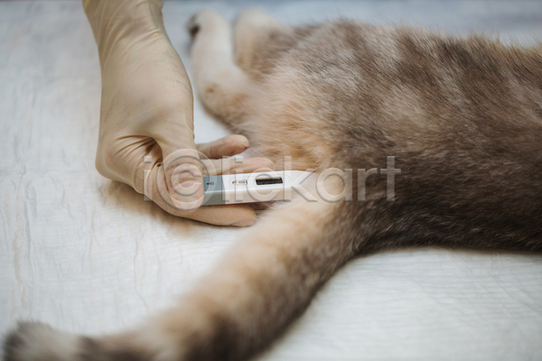 신체부위 JPG 포토 해외이미지 검사(조사) 고양이 동물병원 들기 손 실내 온도계 체온계 체온측정 한마리