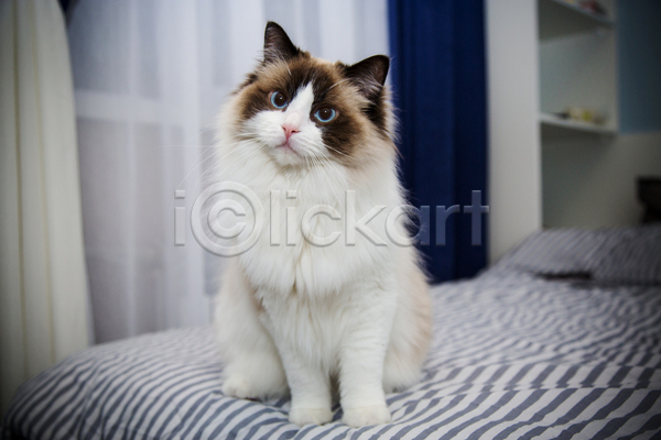 귀여움 사람없음 JPG 비네팅 아웃포커스 포토 해외이미지 고양이 랙돌 실내 앉기 응시 침대 한마리