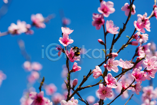 사람없음 JPG 아웃포커스 포토 해외이미지 꿀벌 벚꽃 봄 봄꽃 야외 자연 주간 풍경(경치)