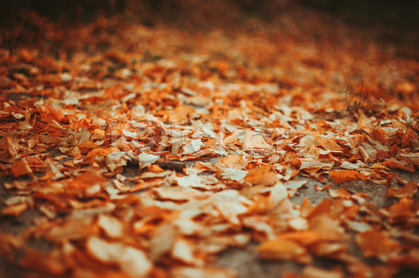 사람없음 JPG 비네팅 소프트포커스 아웃포커스 포토 해외이미지 가을(계절) 낙엽 잎