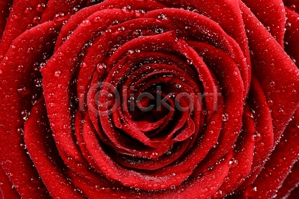 사람없음 JPG 근접촬영 포토 해외이미지 꽃 물방울 백그라운드 빨간색 자연 장미