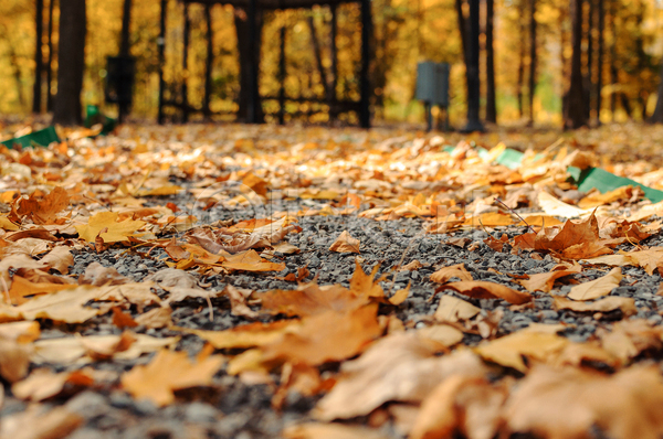 사람없음 JPG 포토 해외이미지 가을(계절) 갈색 낙엽 백그라운드 산책로 숲 야외 풍경(경치)