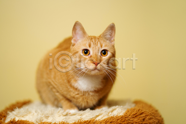 귀여움 사람없음 JPG 아웃포커스 포토 해외이미지 고양이 노란배경 방석 실내 응시 한마리
