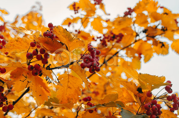 사람없음 JPG 포토 해외이미지 가을(계절) 낙엽 단풍나무 백그라운드 열매 주황색