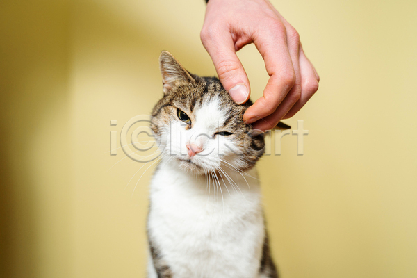 귀여움 신체부위 JPG 아웃포커스 포토 해외이미지 고양이 긁기 노란배경 만지기 반려묘 손 실내 한마리
