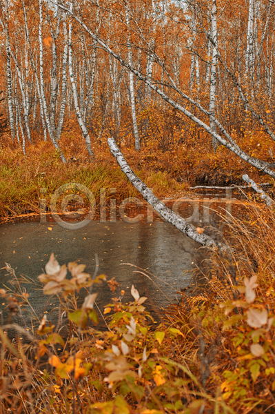 사람없음 JPG 포토 해외이미지 가을(계절) 공원 나무 나뭇가지 숲 야외 연못 주간 풍경(경치)