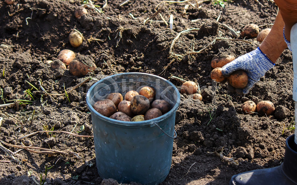 신체부위 JPG 포토 해외이미지 감자 감자밭 농작물 담기 들기 손 수확 야외 양동이 주간