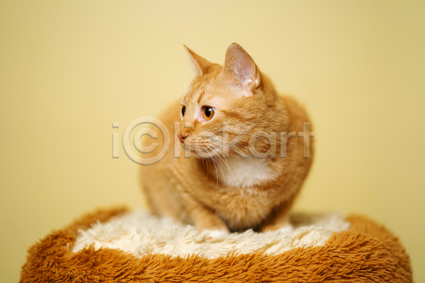 귀여움 사람없음 JPG 아웃포커스 포토 해외이미지 고양이 노란배경 방석 실내 엎드리기 응시 한마리