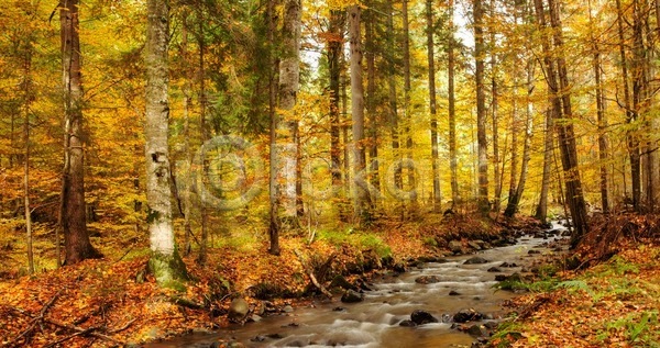 사람없음 JPG 포토 해외이미지 가을(계절) 강 계곡 단풍 단풍나무 숲속 야외 주간 풍경(경치)