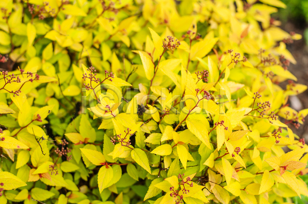 사람없음 JPG 포토 해외이미지 계절 관목 꽃 나뭇가지 노란색 여름(계절) 오렌지 원예 잎 장식 정원 취미 화단