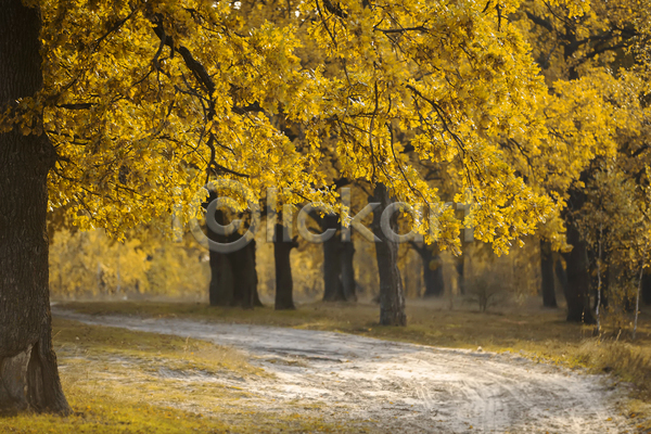 사람없음 JPG 포토 해외이미지 가을(계절) 공원 길 나무 숲 야외 주간 풍경(경치)